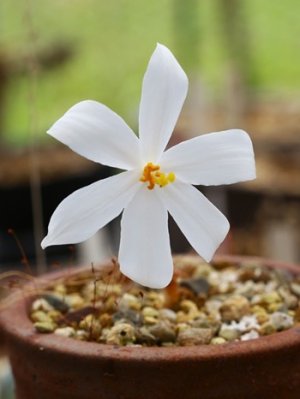 画像2: ゲチリス・ヴェルティシラータ(Gethyllis verticillata）