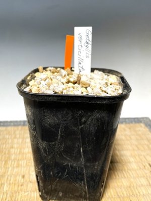 画像4: ゲチリス・ヴェルティシラータ(Gethyllis verticillata）
