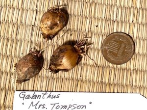 画像3: ガランサス・「Mrs.Tompson」(ミセス・トンプソン)