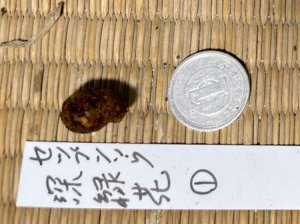 画像2: セツブンソウ・深緑花-1