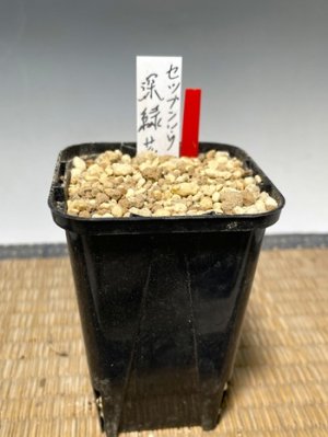 画像3: セツブンソウ・深緑花-2