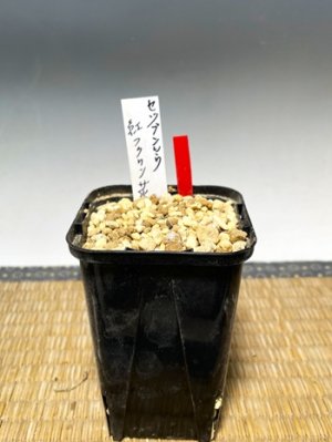 画像3: セツブンソウ・紅フクリン花・大