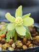 セツブンソウ・素心緑花・上