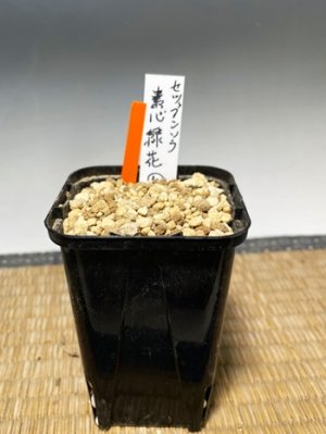 画像3: セツブンソウ・素心緑花・上