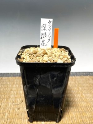 画像3: セツブンソウ・深緑花-1