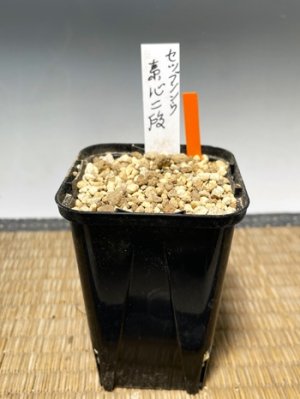 画像3: セツブンソウ・素心二段咲き