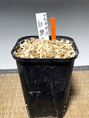 画像3: ナルキサス・カンタブリクス・「白楽天」