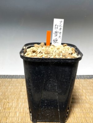 画像3: ナルキサス・カンタブリクス・「白雪姫」
