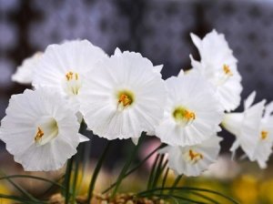 画像1: ナルキサス・カンタブリクス・「白雪姫」