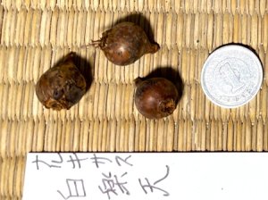 画像2: ナルキサス・カンタブリクス・「白楽天」