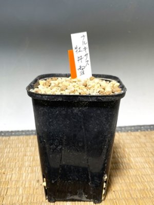 画像3: ナルキサス・カンタブリクス・「牡丹雪」