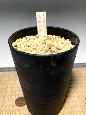 画像4: キツネノカミソリ・青軸白花(さいたま産)