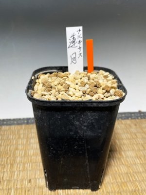 画像3: ナルキサス・「蓮月」