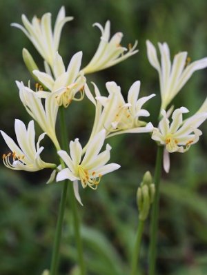 画像1: キツネノカミソリ・青軸白花(さいたま産)