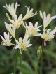 キツネノカミソリ・青軸白花(さいたま産)
