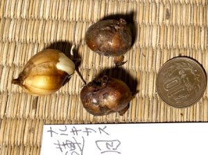 画像2: ナルキサス・「蓮月」