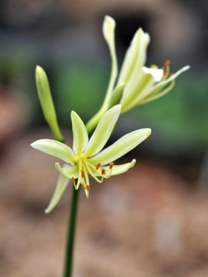 画像2: キツネノカミソリ・青軸白花(さいたま産)