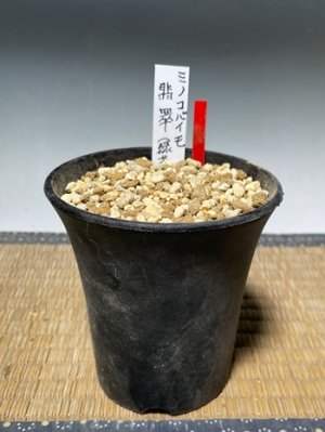 画像5: ミノコバイモ・「翡翠」(緑花子宝咲き)