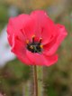 ドロセラ・システィフロラ 赤花 