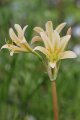 キツネノカミソリ・酔白覆輪花　