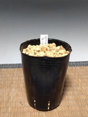 画像4: ポリキセナ・ロンギチューバ