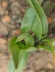 アンドロシンビウム・ユーコモイデス(Androcymbium eucomoides）