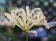 リコリス・ホウドゥシェニィー(Lycoris houdyshelii）