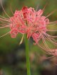ヒガンバナ・「長州桃花」