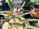 オーニソグロッサム・ウンドラーツム(Ornithoglossum undulatum）特大球