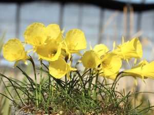 画像2: ナルキサス・バルボコディウム・オベサス（旧タイプ）