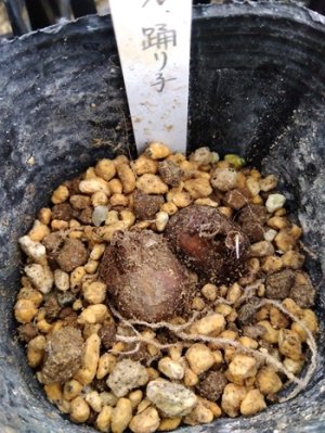 画像3: ナルキサス交配種　「踊り子」