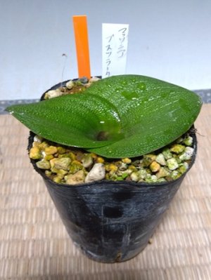 画像2: マッソニア・プスツラータ