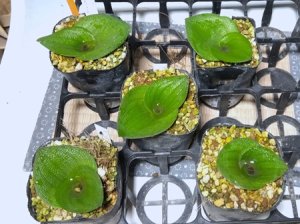 画像3: マッソニア・プスツラータ