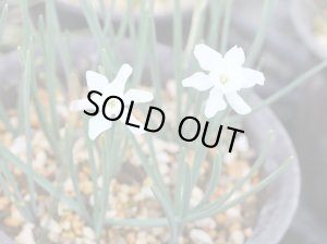 画像3: ナルキサス・ワティエリ