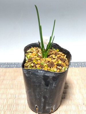 画像3: ナルキサス・バルボコディウム・オベサス（旧タイプ）