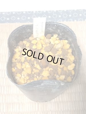 画像4: ナルキサス・ワティエリ