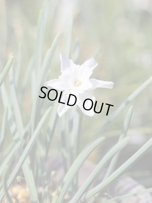 画像2: ナルキサス・ワティエリ