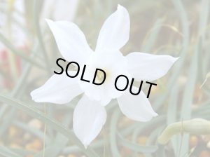 画像1: ナルキサス・ワティエリ