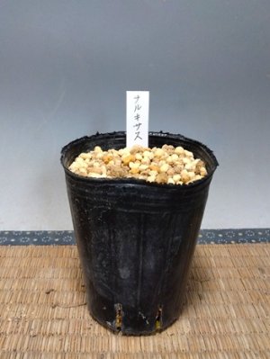 画像3: ナルキサス・「黄扇」