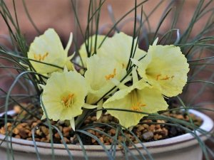 画像2: ナルキサス・「黄扇」