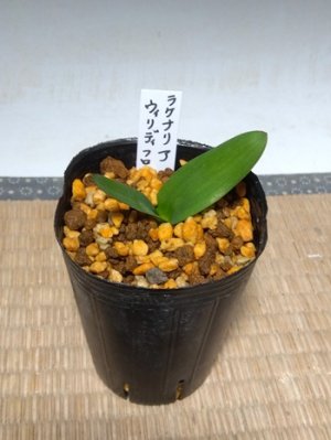 画像3: ラケナリア・ヴィリディフロラ