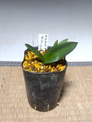 画像2: ラケナリア・グリーンクラウン