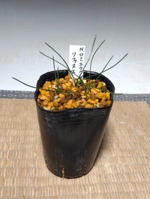 画像2: ナルキサス・ロミエウクシィー・リファヌス