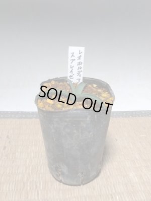 画像2: レオポルディア・スプレイゼンホフェリ