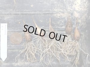 画像2: ナルキサス・「クシット」