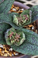 画像: 球根植物たちの販売を開始いたしました。