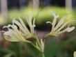 画像2: オオキツネノカミソリ　純白花