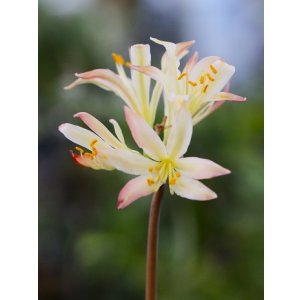 画像: キツネノカミソリ「虹」