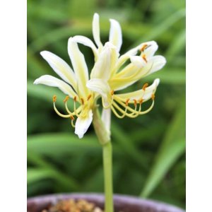 画像: キツネノカミソリ白花・島根産