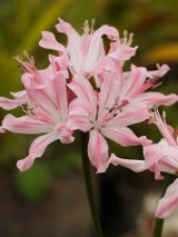 画像: ネリネ交配選別花「T系-薄ピンク/ピンク筋」